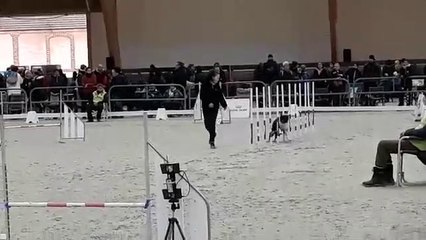 Agility, Lili et Poket Grand Prix de France 2019