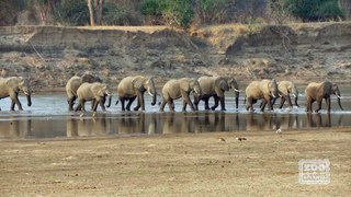 Elephants Crossing the Luangwa River