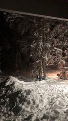 Giving the Snowy Tree a Shake