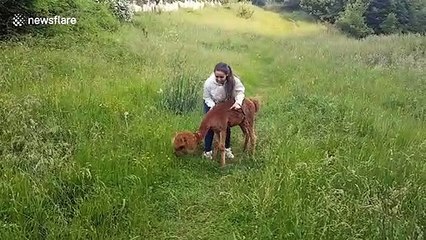 Hide and seek alpaca is playful in Romania