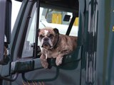 Yavapai Humane Society and Car Pet Safety