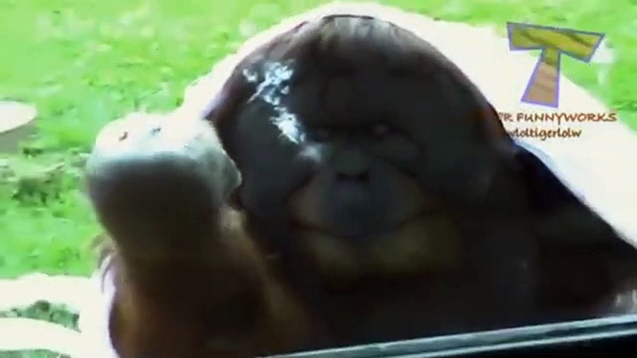Funny animals