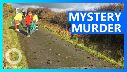 Mystery as 'hundreds' of birds found dead in the road