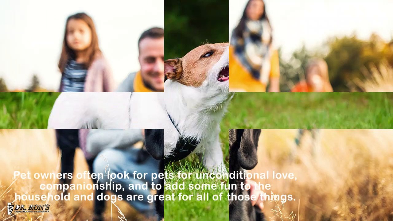 Reasons Behind Simi Valley Dogs’ Continuous Barking