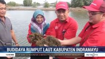 Dapat Atasi Musim Paceklik, Budidaya Rumput Laut Mulai Digandrungi di Indramayu