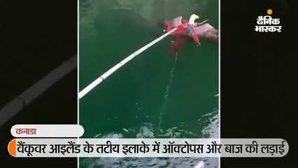 किसानों ने ऑक्टोपस की पकड़ से एक बड़े बाज को बचाया, वीडियो वायरल