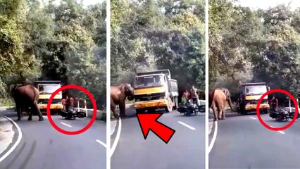 பாதையில் வந்தவர்களுக்கு மிரட்டல் விடுத்த காட்டு யானை