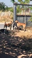 Deux chiens séparés par un grillage