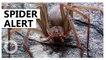 New recluse spider species discovered in Mexico