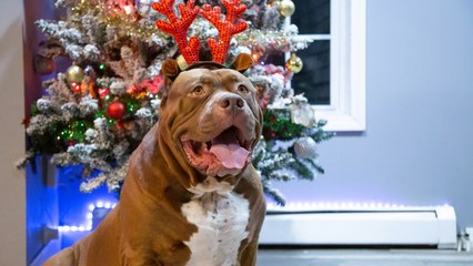 Merry Hulkmas: A Dog Dynasty Christmas Special I DOG DYNASTY