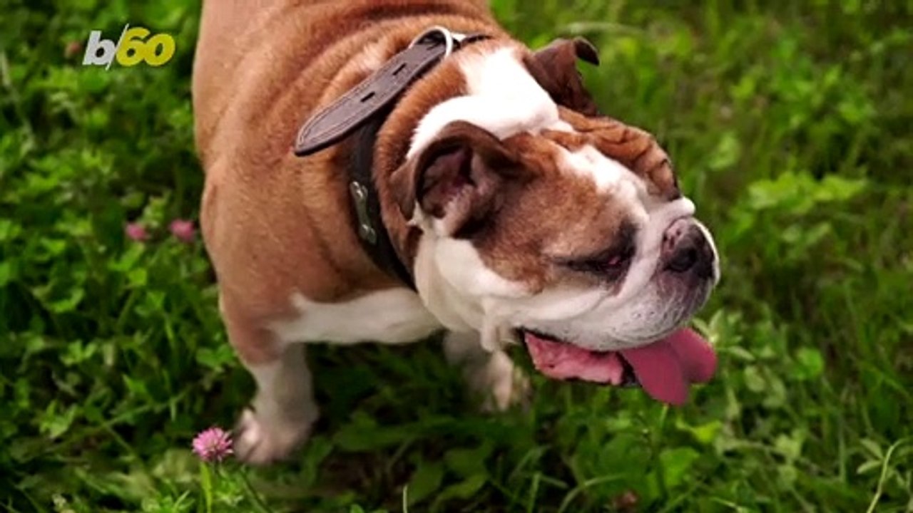 Why Dogs Fart And How You Can Help The Smelly Problem