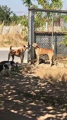 Deux chiens se disputent en étant séparés par un grillage