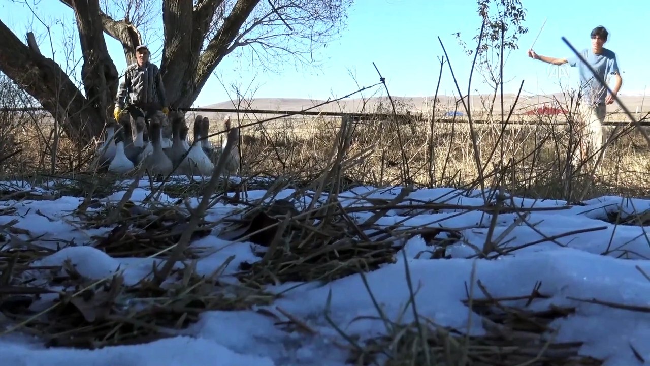 Kar yedikten sonra kesilen kazlar kargoyla sofralara ulaşıyor - KARS