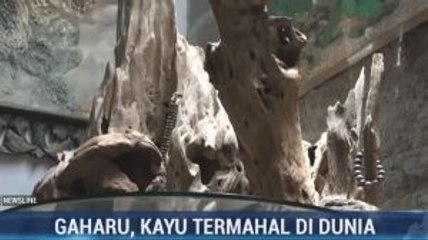 Gaharu, Kayu Termahal di Dunia