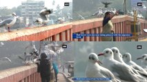 Thousands of migratory birds gathered in Gujarat’s Surat to spend their winters | Oneindia Kannada