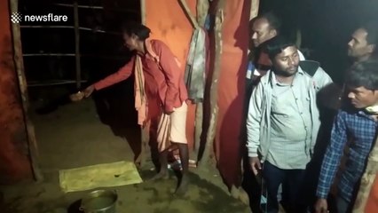 Sloth bear intrigues devotees by visiting Hindu temple every Tuesday and Saturday in eastern India