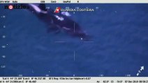 Il video dell’orca che non abbandona il suo cucciolo morto, a Genova | Notizie.it