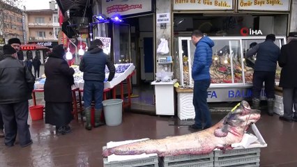 Dev yayın balığı görenleri şaşırttı