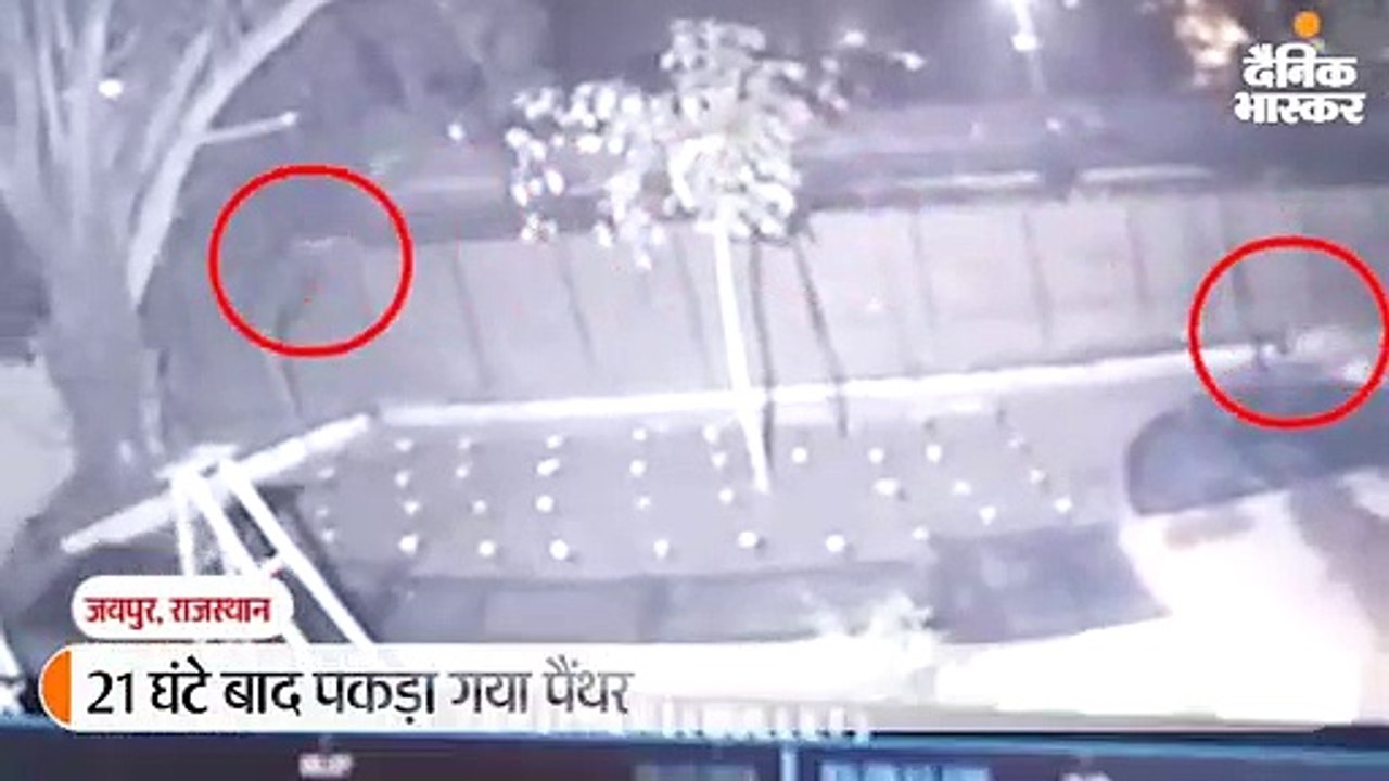 21 घंटे बाद लाल कोठी इलाके से पकड़ा गया पैंथर, ट...