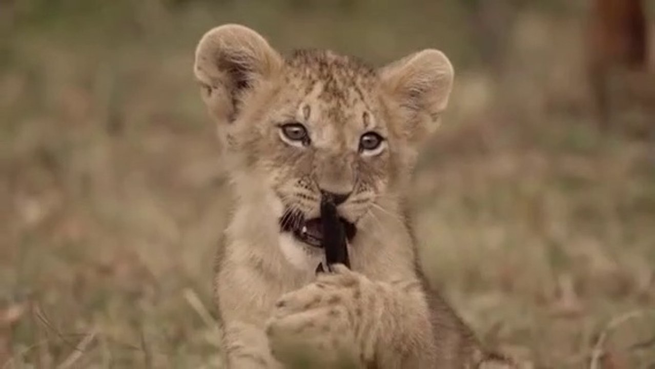 Documentales De Animales Salvajes En Español Completos