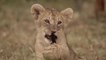 Grandes felinos 1- Masai Mara - DOCUMENTALES DE ANIMALES - ANIMALES SALVAJES - DOCUMENTAL DE ANIMALES,DOCUMENTALES,DOCUMENTALES 2018,documentales interesantes,DOCUMENTALES 2019,DOCUMENTAL,DOCUMENTALES COMPLETOS EN ESPAÑOL,documentales en español