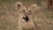 Grandes felinos 1- Masai Mara - DOCUMENTALES DE ANIMALES - ANIMALES SALVAJES - DOCUMENTAL DE ANIMALES,DOCUMENTALES,DOCUMENTALES 2018,documentales interesantes,DOCUMENTALES 2019,DOCUMENTAL,DOCUMENTALES COMPLETOS EN ESPAÑOL,documentales en español