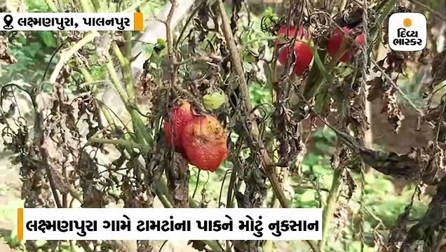 બનાસકાંઠામાં પડેલા કમોસમી વરસાદને પગલે ખેડૂતોને પડ્યા પર પાટુ, પાક પડી ભાંગ્યો