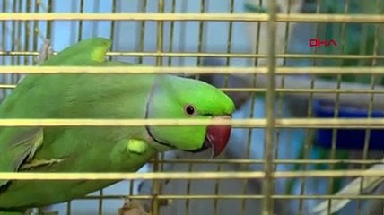 Evinde karga besleyen kadına para cezası