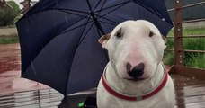 Sparky, le mini bull terrier très paresseux qui se laisse traîner