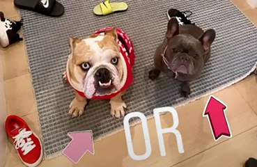 Reese Witherspoon's dog ate her shoes