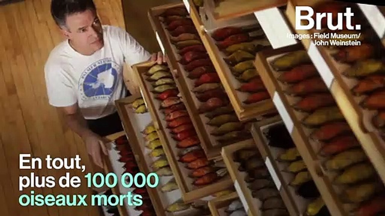 Pourquoi les oiseaux sont-ils de plus en plus petits ?