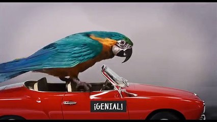 Así hace Robert Downey Jr. audiciones a animales para la nueva película de Doctor Dolittle