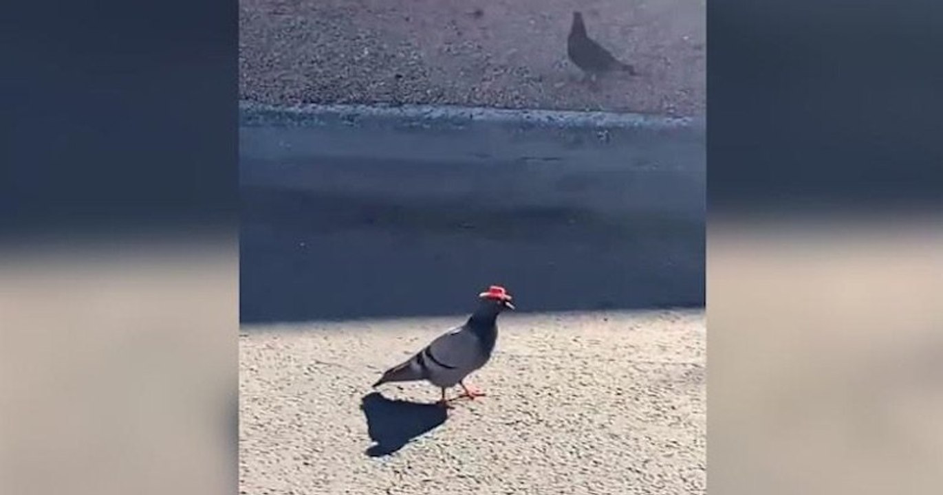 Las Vegas : une personne malintentionnée s'amuse à coller des chapeaux de cow-boy sur la tête de pigeons