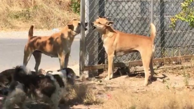 Quand deux chiens très agressif se font un face à face