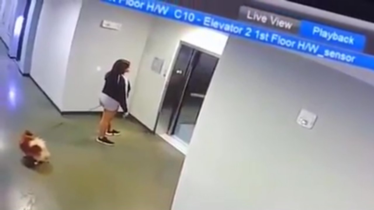 Un homme sauve un chien avant qu'il ne se face happer par un ascenseur
