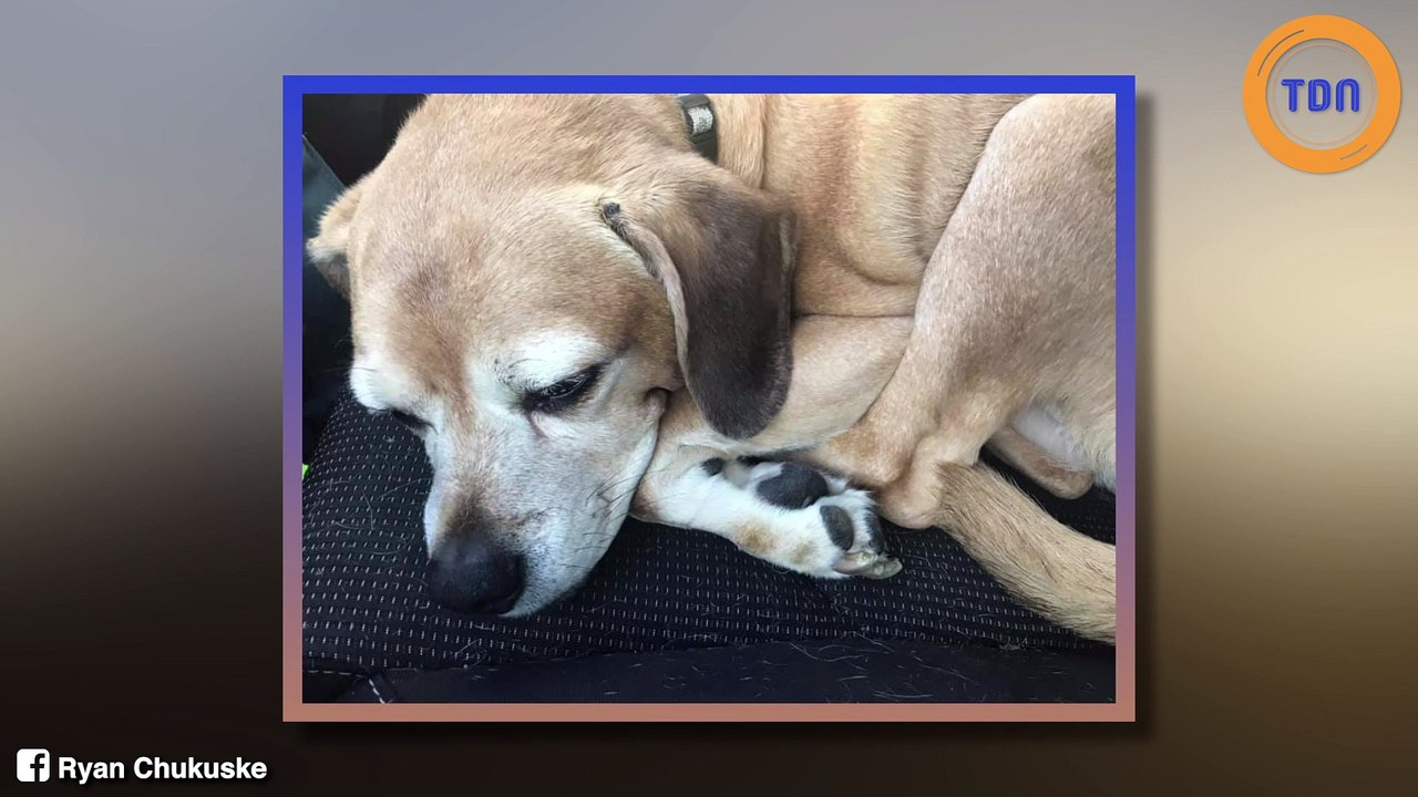 Elle est mourante et séparée de son chien : la compagnie aérienne refuse qu’il prenne l’avion avec elle, un homme va aider cette femme