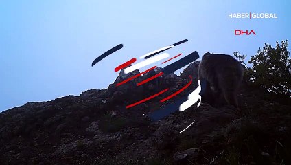 Ayı ailesi Artvin'de böyle görüntülendi