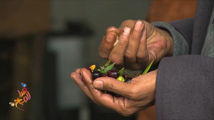 تعرف على الطقوس الخاصة لموسم جني الزيتون بالمغرب