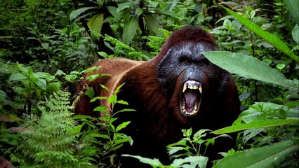 10 Scariest Prehistoric Animals of All Time