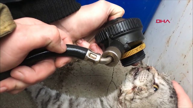 İtfaiye ekipleri, dumandan etkilenen kediyi böyle hayata döndürdü