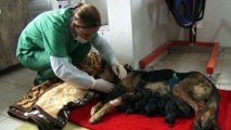 Bir köpek sezaryenle 16 yavru doğurdu - MERSİN