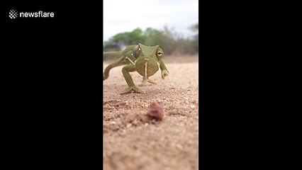 Chameleon slowly edging towards camera in South Africa shows the speed their eyes move