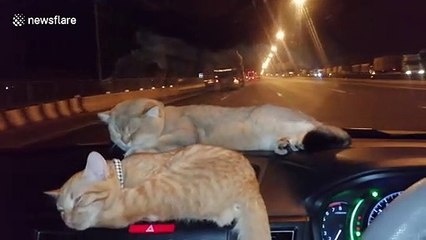 Two cats sleep on car's dashboard