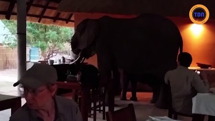 Des éléphants s'incrustent au petit-déjeuner d'un hôtel