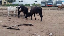 Brutal knock out - young bulls fighting