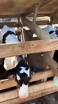 Cette vache boit son lait d'une façon très unique ! Regardez jusqu'à la fin