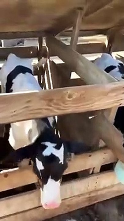 Cette vache boit son lait d'une façon très unique ! Regardez jusqu'à la fin