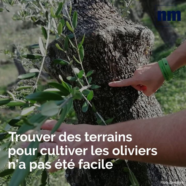 A 26 ans, ce jeune Italien cultive de l'huile d'olive près d'Imperia