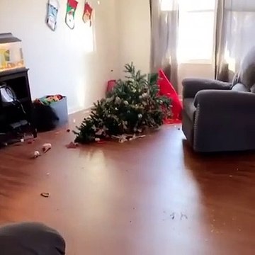 Quand ton chien détruit le sapin de Noël...