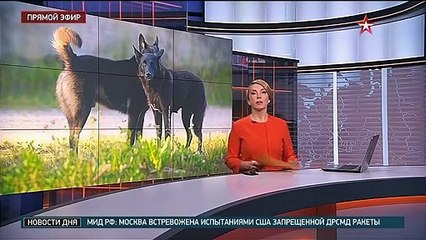 тишина